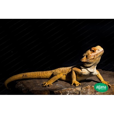 Pogona baby Citrus (Coloracion amarilla)